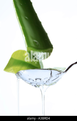 Aloe Vera mit Tropfen Stockfoto