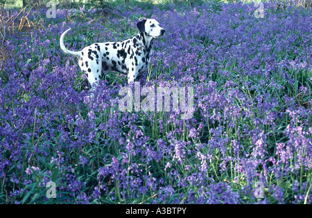 Dalmatiner Hund stehen im Bluebell Holz Stockfoto