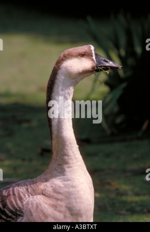 Swan Goose oder chinesische Grey Goose, Anser Cygnoides (domestizierten) Stockfoto