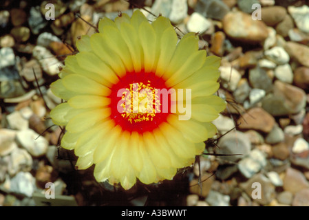 Ziegenhornkaktus, Astrophytum capricorne, Cactaceae. Nordmexiko. Stockfoto