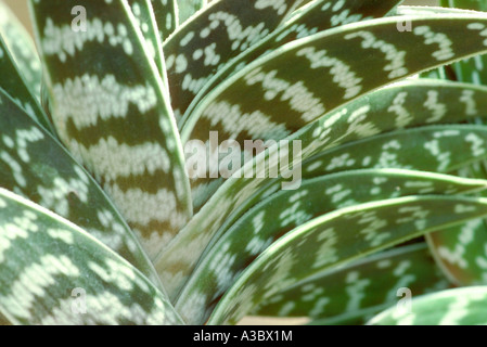 Tiger Aloe oder Rebhuhn-breasted Aloe, Aloe Variegata, Asphodelaceae. Heimisch in Südafrika und Namibia Stockfoto