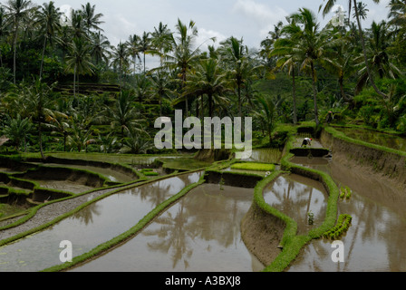 Tampaksiring nördlich von Ubud überflutete terrassenförmige Reisfelder, die Reis anbauen. Insel Bali in Indonesien Südostasien 2006 2000s HOMER SYKES Stockfoto