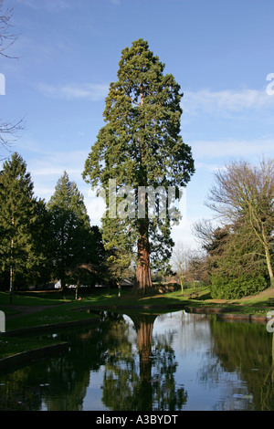 Riesiger Redwood-Baum in Tring Memorial Gardens, Hertfordshire, Großbritannien Stockfoto