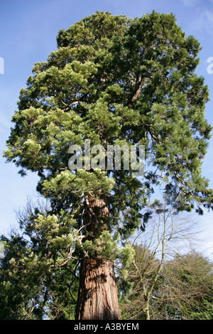 Riesiger Redwood-Baum in Tring Memorial Gardens, Hertfordshire, Großbritannien Stockfoto