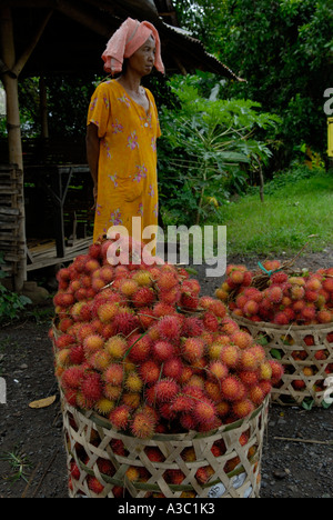 IN DER NÄHE VON SINGARAJA AN DER NORDKÜSTE. Insel Bali in Indonesien Südost-Asien Stockfoto
