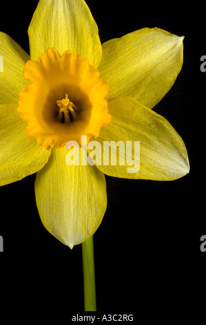 Narcissus-Narzisse hautnah Stockfoto