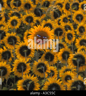 Die glückliche einzelne Sonnenblume in einem Meer von Sonnenblumen in die andere Richtung Stockfoto