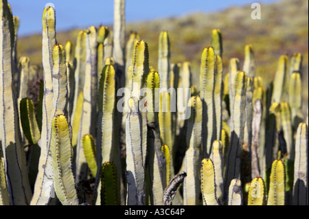 Euphorbia Canariensis Kanarische Insel Wolfsmilch Kaktuspflanzen wachsen wild Teneriffa-Kanarische Inseln-Spanien hautnah Stockfoto