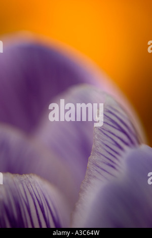 Crocus closeup Stockfoto