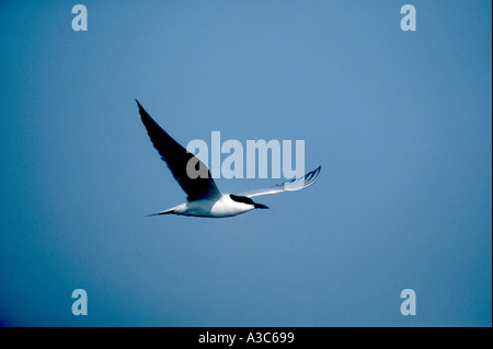 GULL in Rechnung gestellt TERN Sterna nilotica Stockfoto