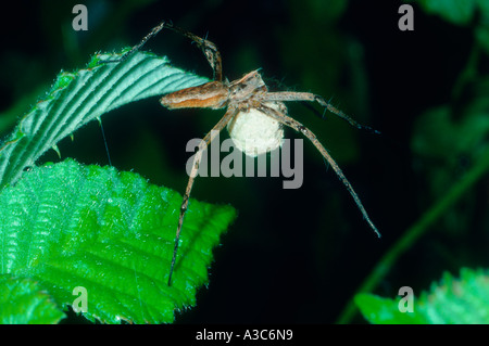 Baumschule Web Spider, Pisaura Mirabilis. Weibchen mit Ei sac Stockfoto