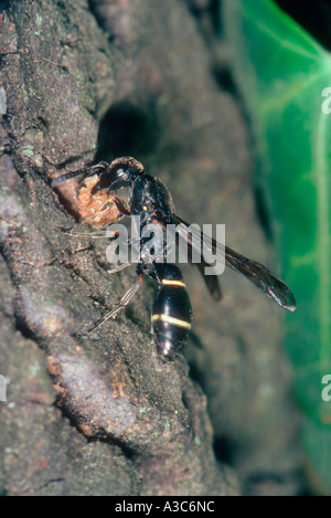 Digger Wespe, Familie Sphecidae. Durchführung eines Kieselsteins zum nisten an Baumstamm Stockfoto
