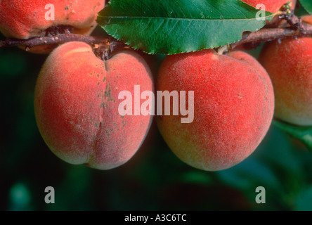 Nahaufnahme der reife Pfirsiche auf Peach Tree, Prunus Persica Stockfoto