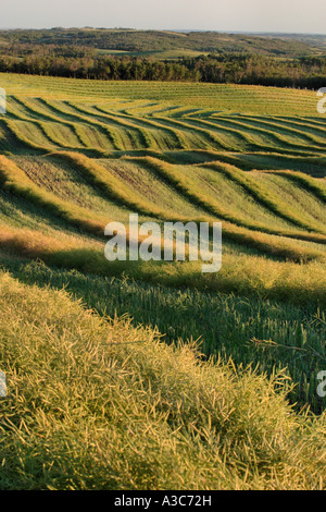 Raps-Schwaden im Feld Stockfoto