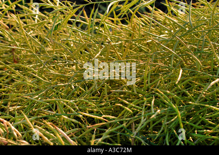 Raps-Schwaden im Feld Stockfoto