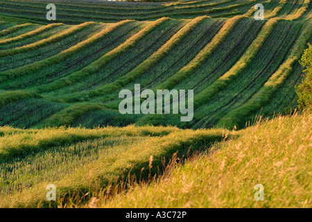 Raps-Schwaden im Feld Stockfoto