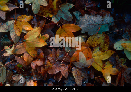 Herbstliche Saison. Verschiedene Blätter am Boden Stockfoto