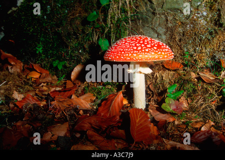 Fly Agaric, Amanita muscaria. Fruchtkörper Stockfoto