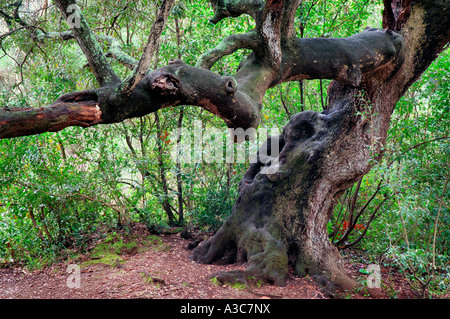 alten Eichen-Baum Stockfoto