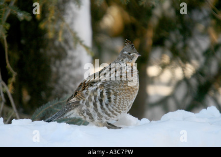 Birds of North America, RUFFED GROUSE; Bonasa umbellus Stockfoto