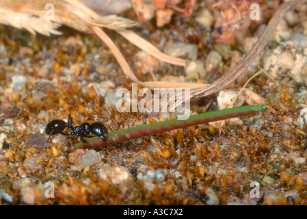 Europäische Erntemaschinen Ant, Messor barbarus. Arbeitnehmer mit Nahrungsmitteln zu Ameisenhaufen Stockfoto