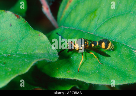 Gesundheit Potter Wasp, Eumenes coarctatus. Auf der Blattreinigung selbst. Stockfoto