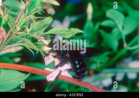 Holzbiene, Xylocopa Violacea. Sammeln von Nektar auf Blume Stockfoto