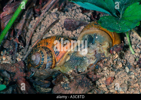 Garten Schnecken, Helix Aspersa. Paarung Stockfoto