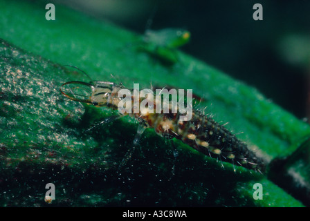 Grüne Florfliege, Familie Chrysopidae. Larve auf Blatt Stockfoto