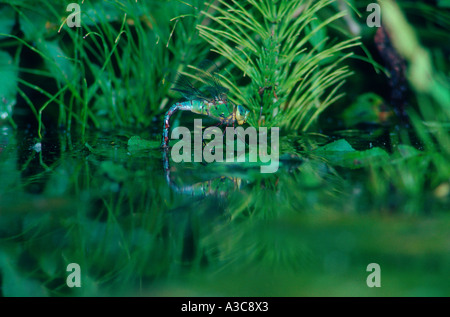 Kaiser Libelle, Anax Imperator. Weiblich, die Eiablage am Teich Stockfoto