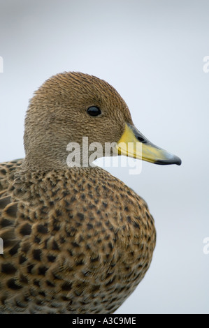 South Georgia Pintail (Anas Georgica) endemisch South Georgia Island wilde Cooper Bay Stockfoto