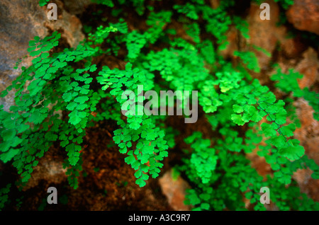 Gemeinsamen tausend Farn, Venushaarfarns Capillus-veneris Stockfoto