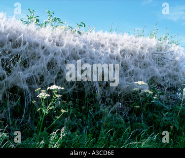 Seidene Web gesponnen durch Spindel Hermelin Motte Yponomeuta Cagnagella für Hecke in Wiltshire UK Stockfoto