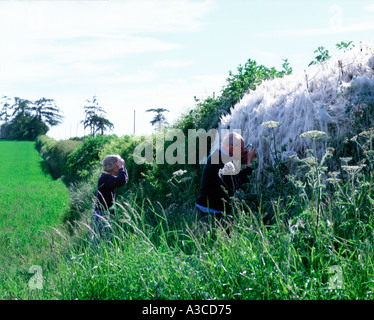 Rambler untersuchen seidenen Web von Spindel Hermelin Motte Yponomeuta Cagnagella für Hecke in Wiltshire UK England Großbritannien gesponnen Stockfoto