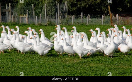 Weiße Gänse werden gemästet für Weihnachten Peasemarsh Sussex England UK 13. Oktober 2006 Stockfoto