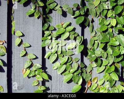 Weinbau auf einem Holzzaun Sydney Australia Stockfoto