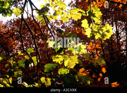 Sonne, durch Blätter Stockfoto