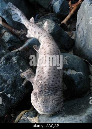 Tote Fische St. Ives Bay Cornwall UK Stockfoto