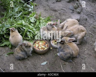 Zwerg Kaninchen (Oryctolagus Cuniculus F. Domestica), tierische Familie Fütterung Greens und Tiernahrung Stockfoto