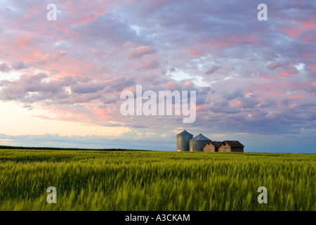 Sonnenuntergang über Hofgebäude und Grain wiegen sich sanft im Abendwind, Kanada, Manitoba Stockfoto