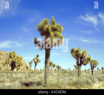 Joshua Tree (Yucca Brevifolia), eine Gruppe von Bäumen in der Halbwüste, USA, Arizona, Joshua Tree NP Stockfoto