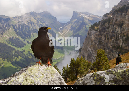 Alpine Alpenkrähe (Pyrrhocorax Graculus), sitzt auf einem Felsen im Berg Landschaft, Schweiz, Bern, Berner Oberland Stockfoto