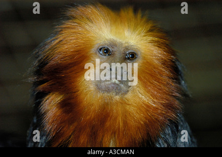 unter der Leitung von Golden Lion Tamarin, gold und schwarz Löwe Tamarin (Leontopithecus Chrysomelas, Leontopithecus Rosalia Chrysomelas), Ill Stockfoto