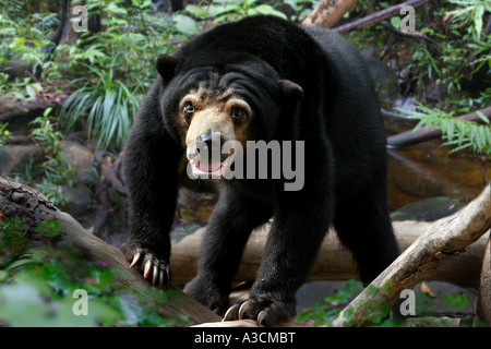 Sun Bear, malayischen Sonne Bär (Ursus Malayanus, Helarctos Malayanus), individuelle an einigen Ästen Klettern Stockfoto