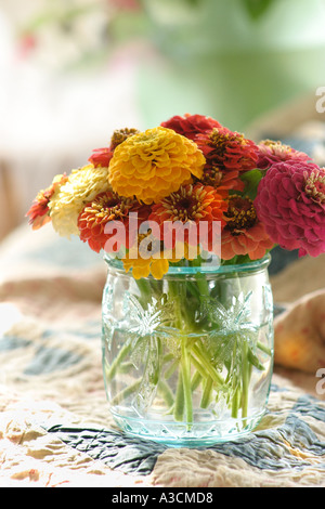 Bunte Zinnien in Vase Stockfoto