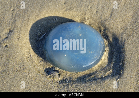 eine gewaschene, blaue Qualle am Strand, Niederlande, Ameland Stockfoto