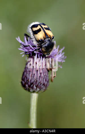 Biene Chafer, Biene Käfer (Trichius Fasciatus), sitzen auf einen Blütenstand von Creeping Thistle, Cirsium Arvense, Vereinigtes Königreich, Stockfoto