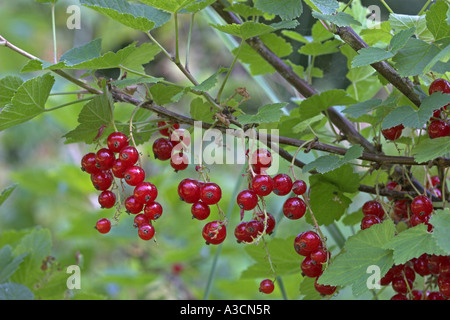 nördlichen roten Curran (Ribes Rubrum), Reife Früchte, Sorte Stockfoto