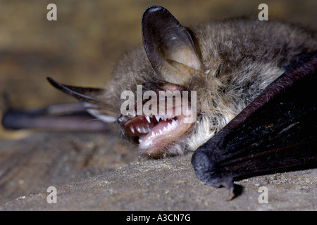 Natterer Fledermaus (Myotis Nattereri), individuelle liegen auf den Boden, Großbritannien, Schottland, Cairngorms NP Stockfoto