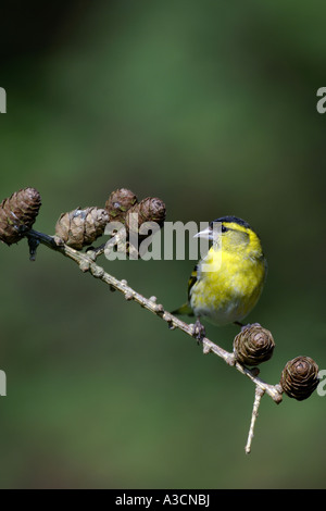 Fichte Zeisig (Zuchtjahr Spinus), sitzen auf Lärche Zweig, Großbritannien, Schottland, Highlands Stockfoto